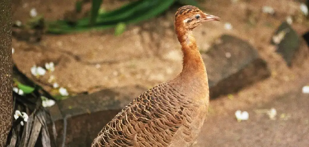 Brazilian Tinamou