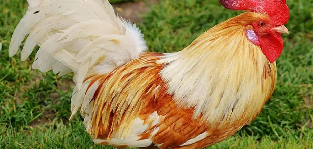 Dutch Bantam