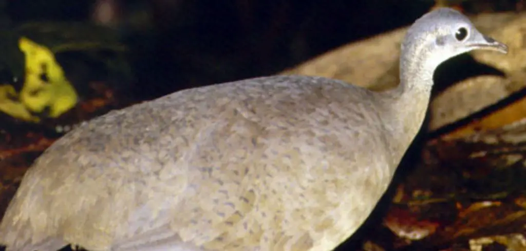 Great Tinamou