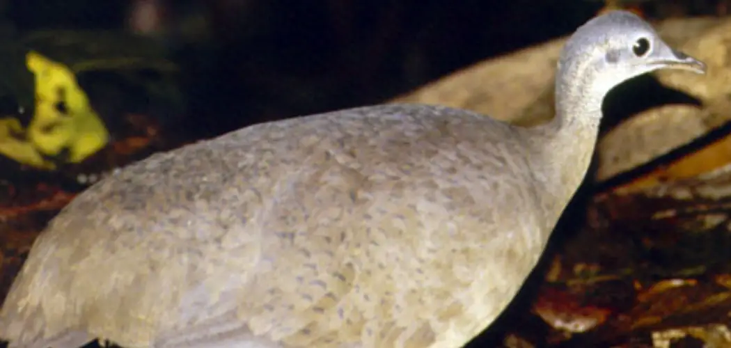 Great Tinamou