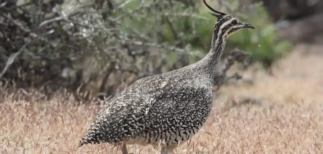 Highland Tinamou