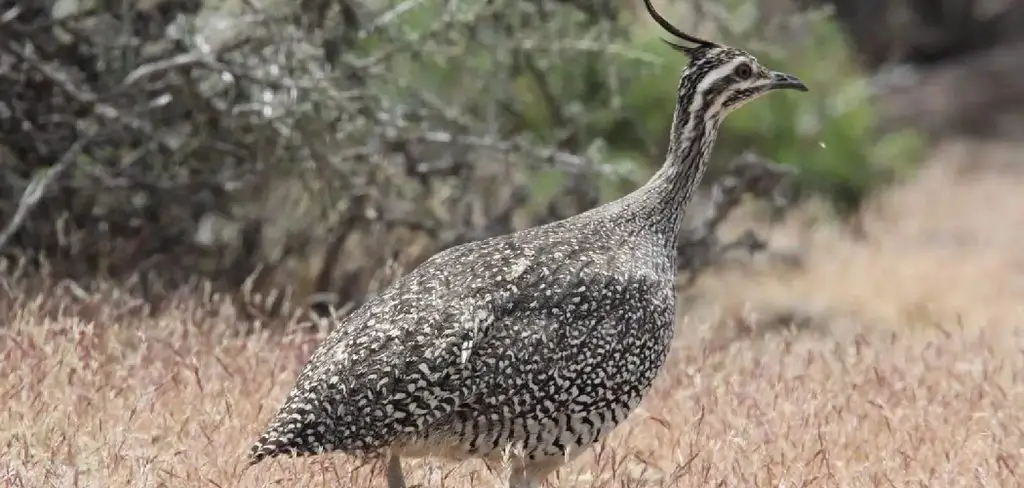 Hooded Tinamou Meaning