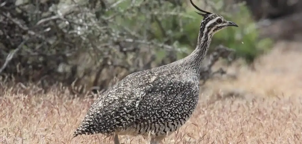 Hooded Tinamou