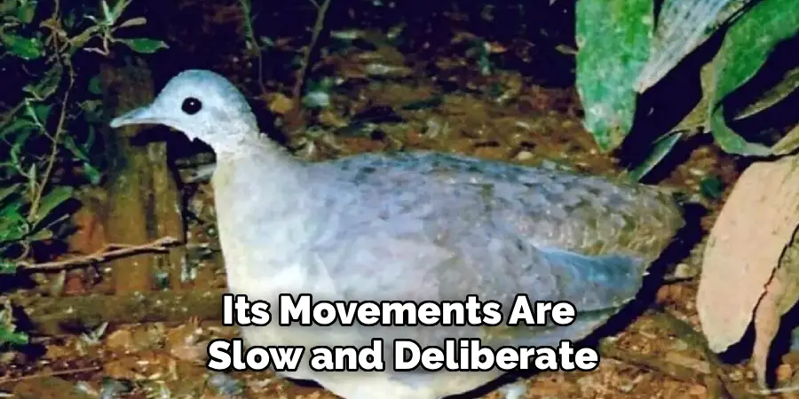 Its Movements Are Slow and Deliberate