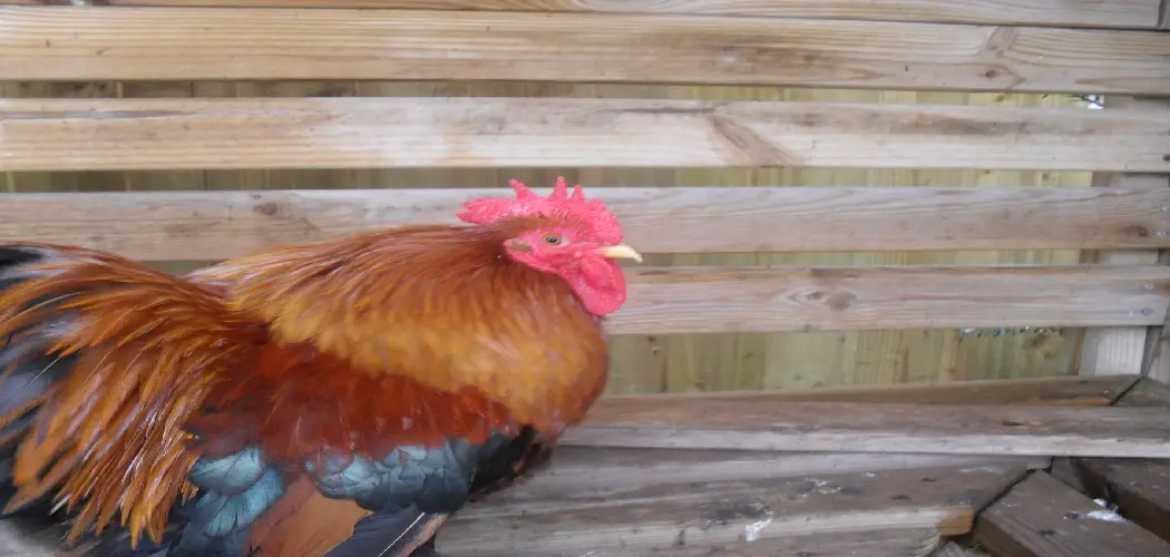 Pekin Bantam