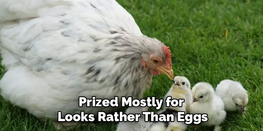 Prized Mostly for
Looks Rather Than Eggs
