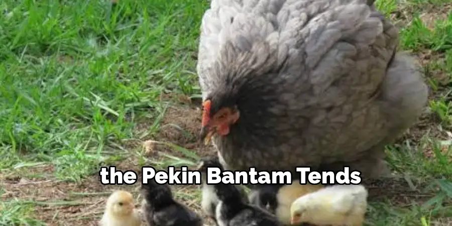  the Pekin Bantam Tends