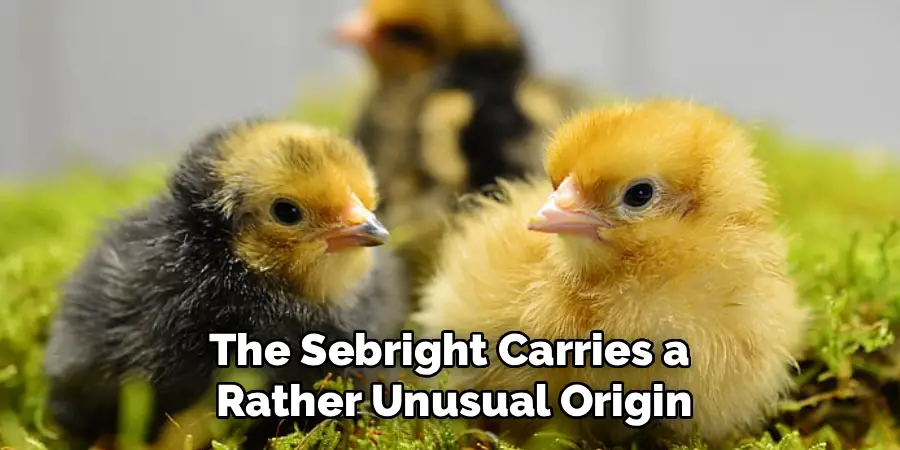 The Sebright Carries a
Rather Unusual Origin