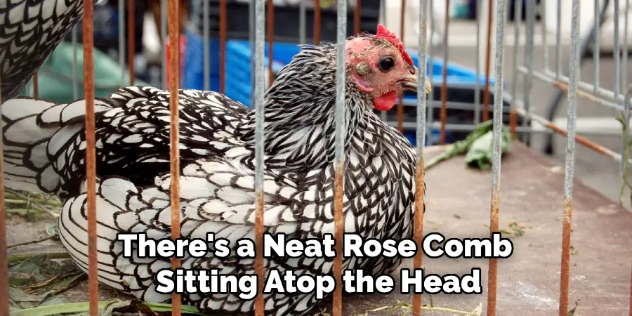 There's a Neat Rose Comb
Sitting Atop the Head