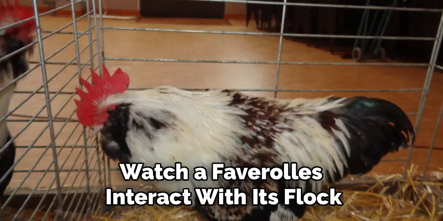 Watch a Faverolles 
Interact With Its Flock