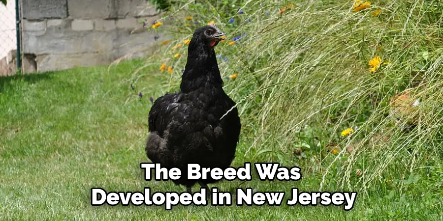 The Breed Was 
Developed in New Jersey
