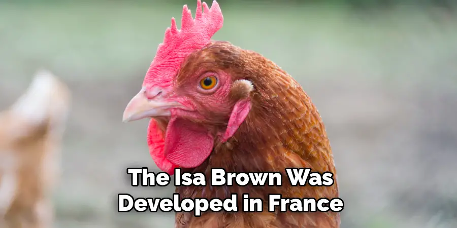 The Isa Brown Was
Developed in France