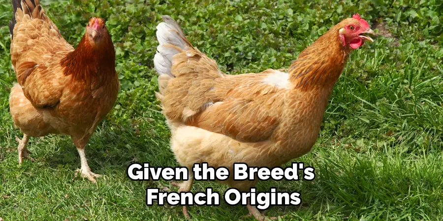Given the Breed's
French Origins