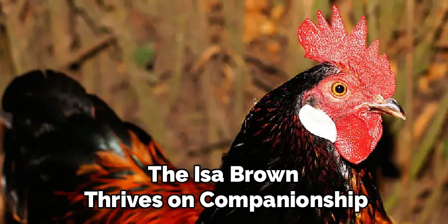 The Isa Brown
Thrives on Companionship