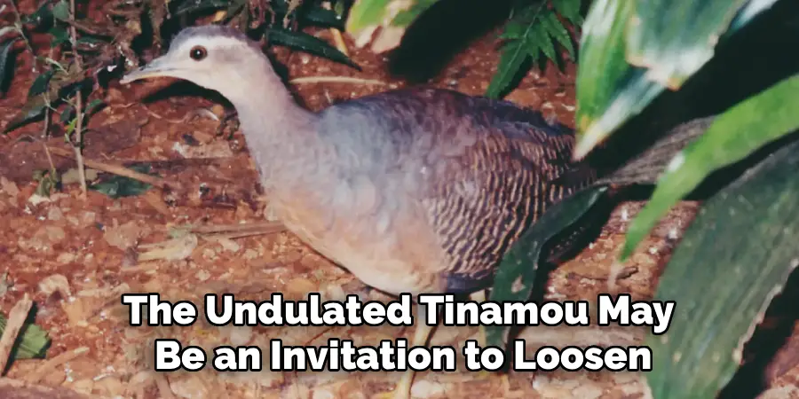 The Undulated Tinamou May 
Be an Invitation to Loosen