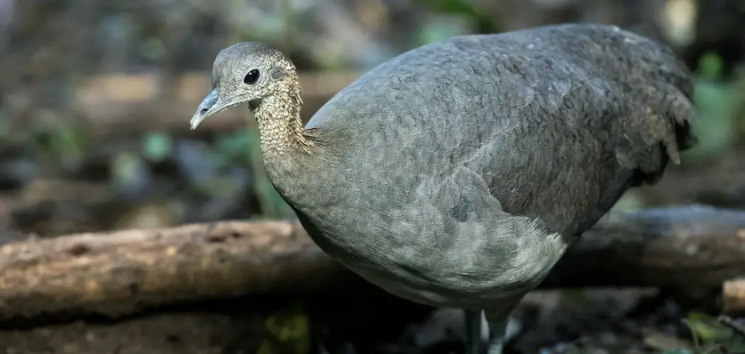 Solitary Tinamou