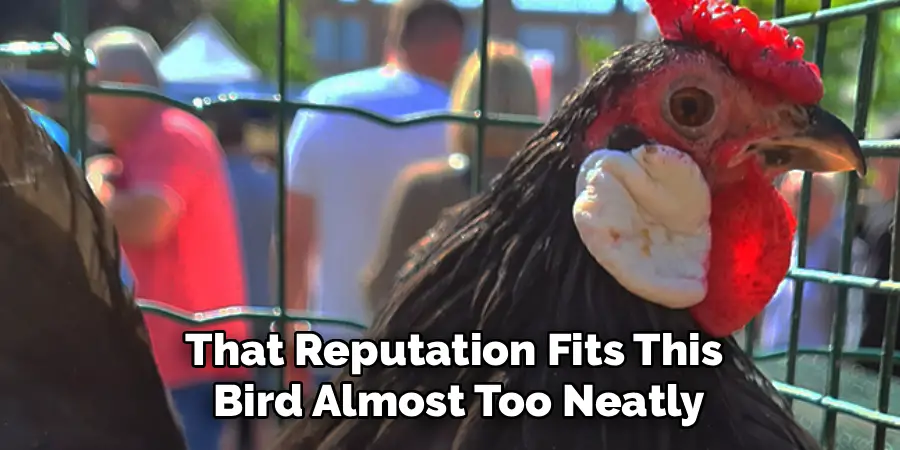 That Reputation Fits This
Bird Almost Too Neatly