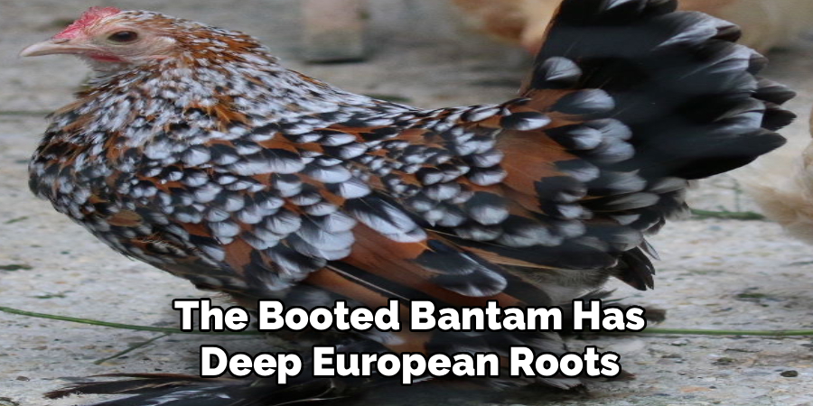 The Booted Bantam Has
Deep European Roots