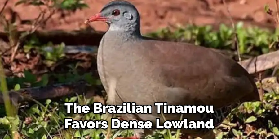 The Brazilian Tinamou Favors Dense Lowland