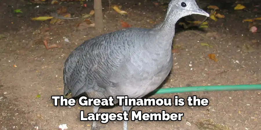 The Great Tinamou is the
Largest Member