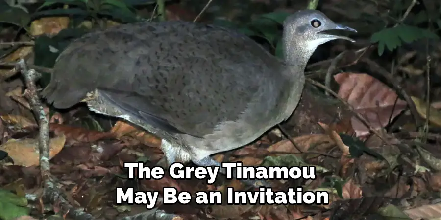 The Grey Tinamou May Be an Invitation