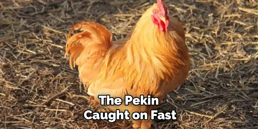 The Pekin 
Caught on Fast