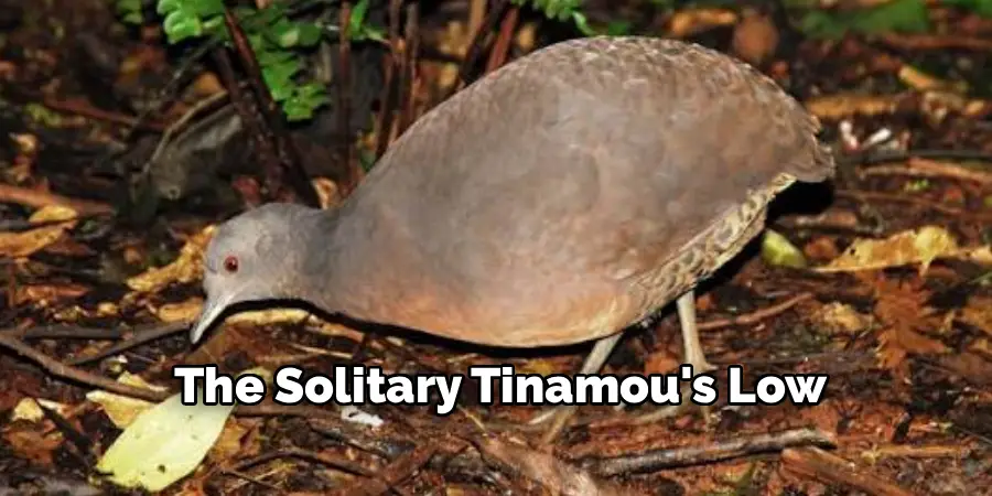 The Solitary Tinamou's Low