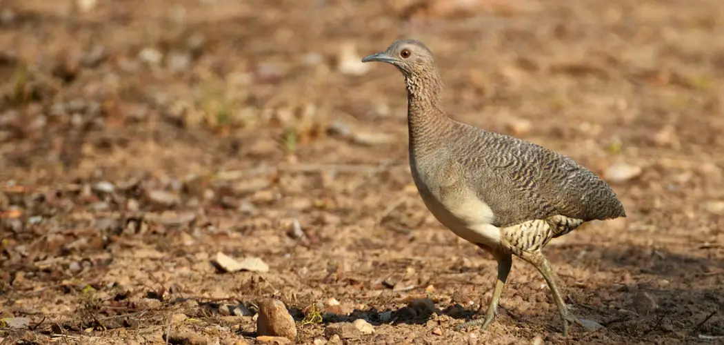 Undulated Tinamou Meaning