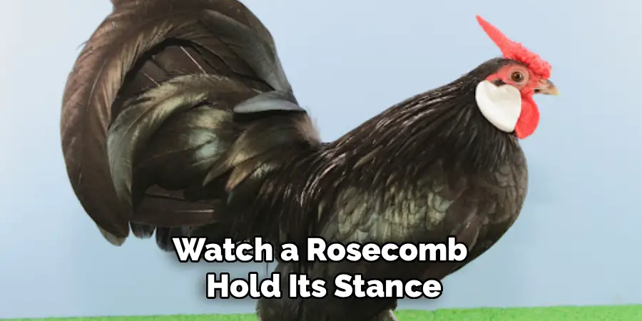 Watch a Rosecomb
Hold Its Stance