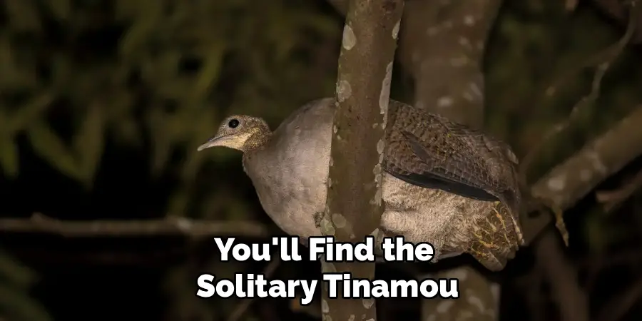 You'll Find the
Solitary Tinamou