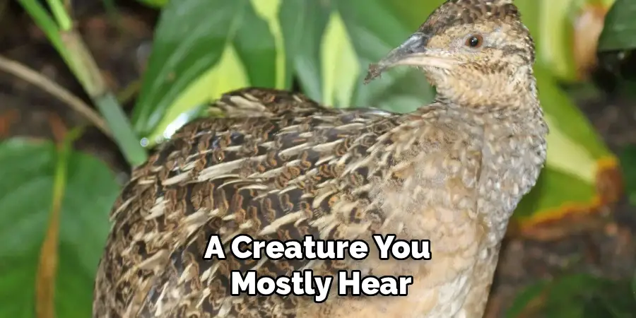 A Creature You
Mostly Hear