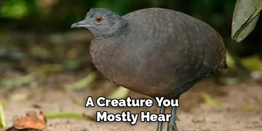 A Creature You
Mostly Hear