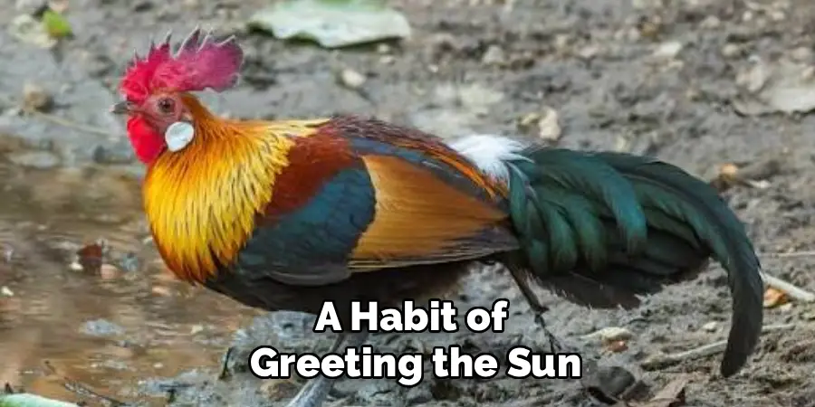 A Habit of
Greeting the Sun