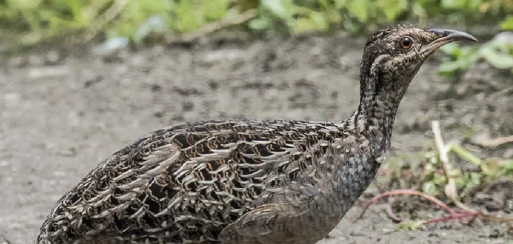 Andean Tinamou