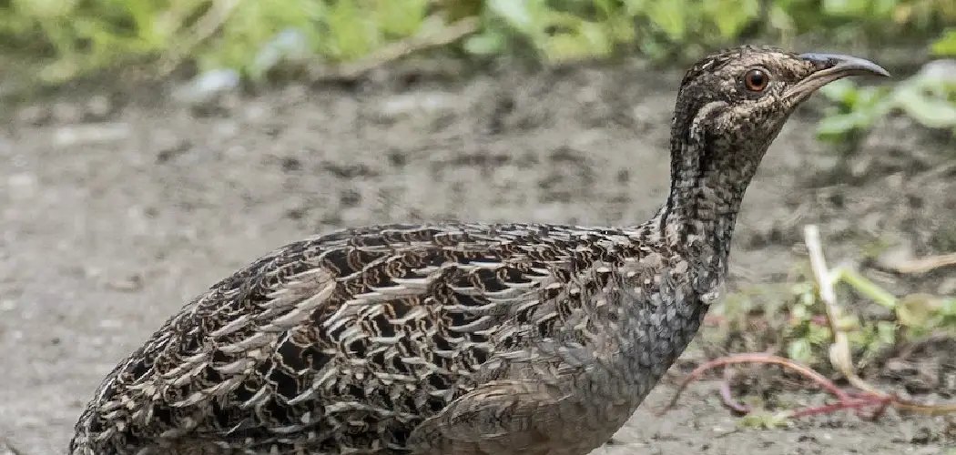 Andean Tinamou
