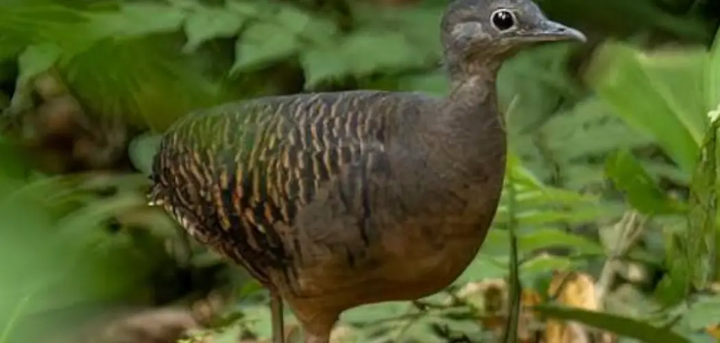 Bartlett's Tinamou