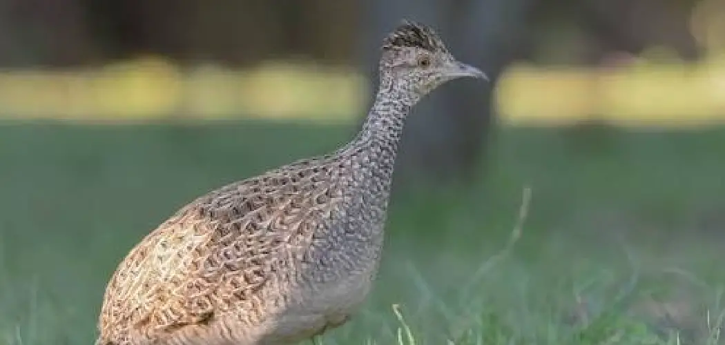 Brushland Tinamou