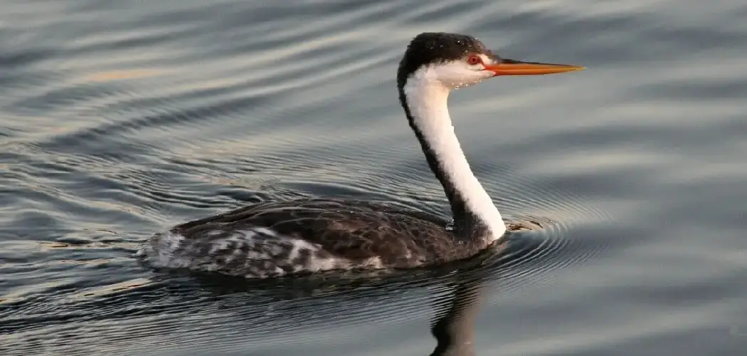 Clark's Grebe