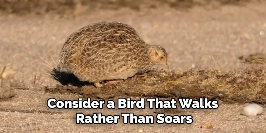 Consider a Bird That Walks
Rather Than Soars