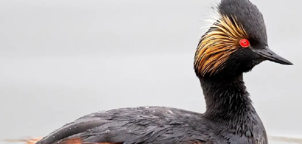 Eared Grebe