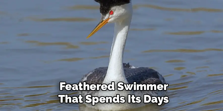 Feathered Swimmer
That Spends Its Days
