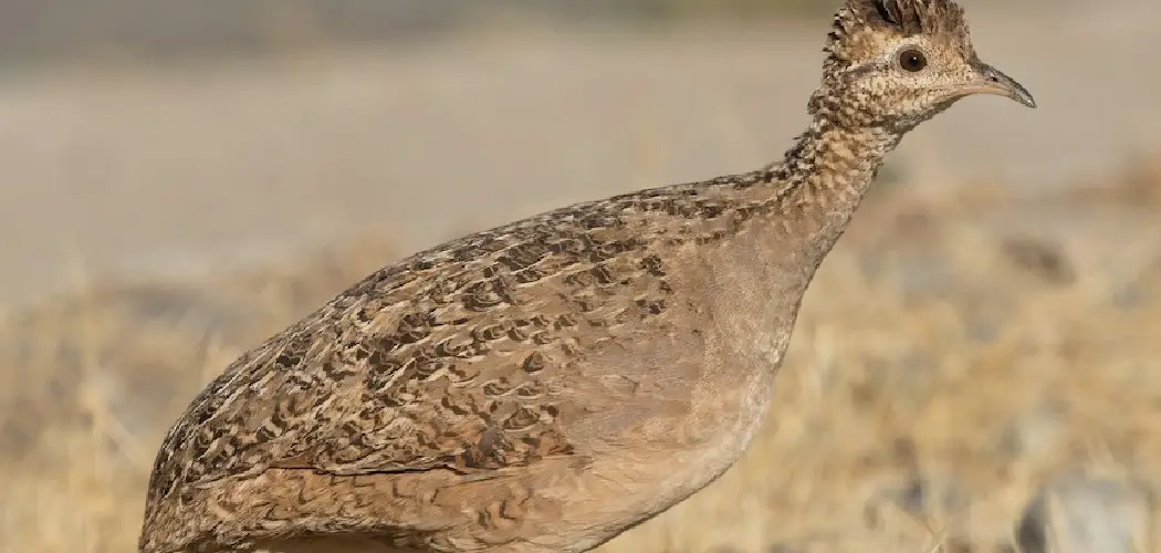 Chilean Tinamou