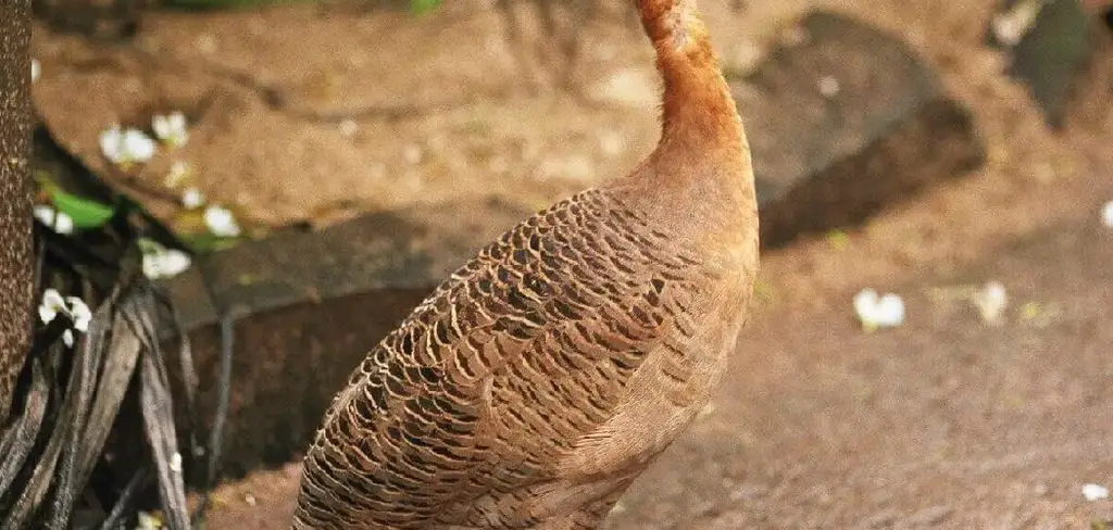 Red-Winged Tinamou Meaning