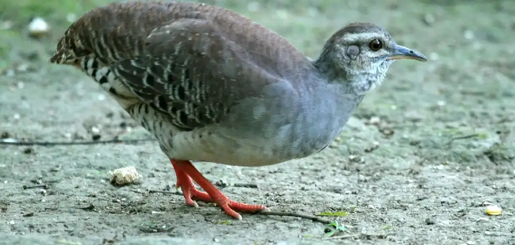 Grey-Legged Tinamou