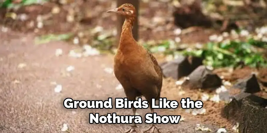 Ground Birds Like the
Nothura Show