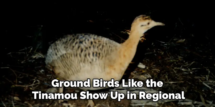 Ground Birds Like the
Tinamou Show Up in Regional