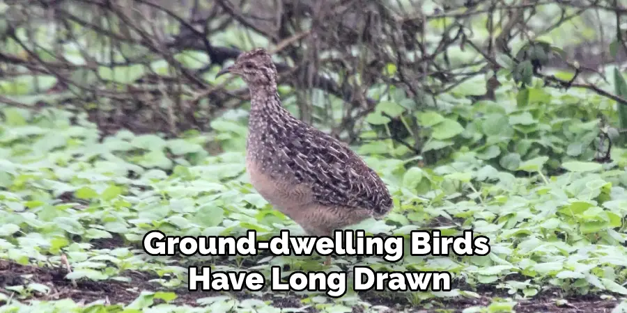 Ground-dwelling Birds
Have Long Drawn