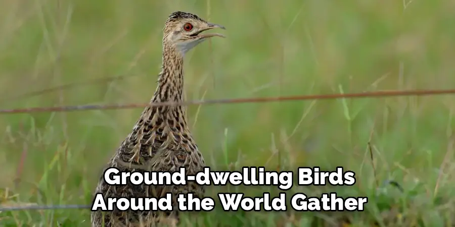 Ground-dwelling Birds Around the World Gather