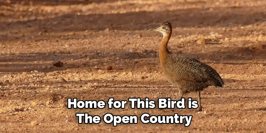 Home for This Bird is The Open Country