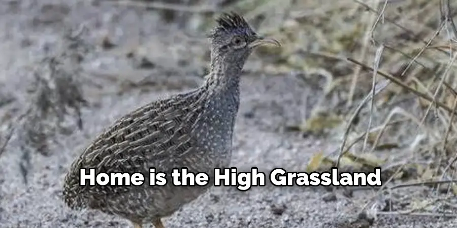 Home is the High Grassland